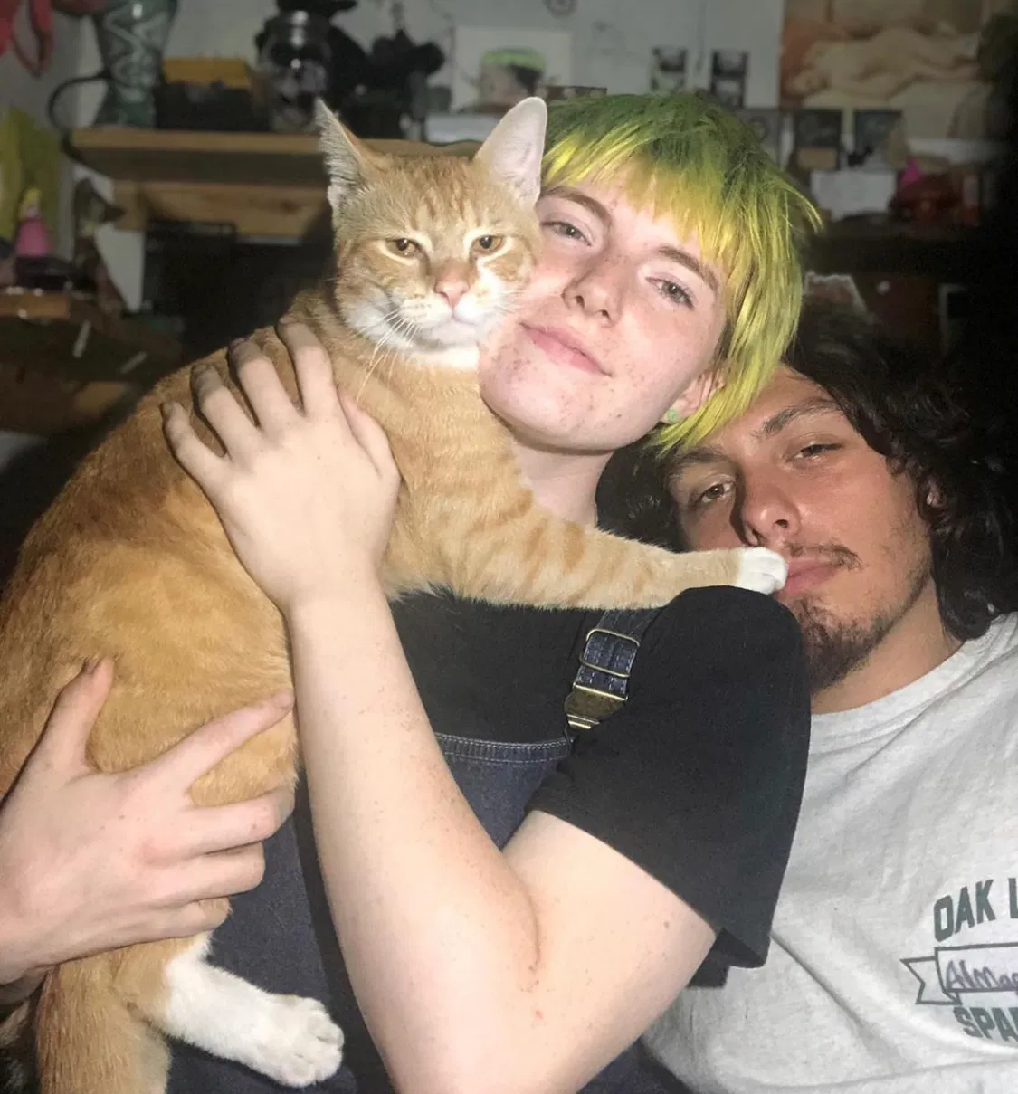 Lost cat in Pittsburgh, PA, 15234