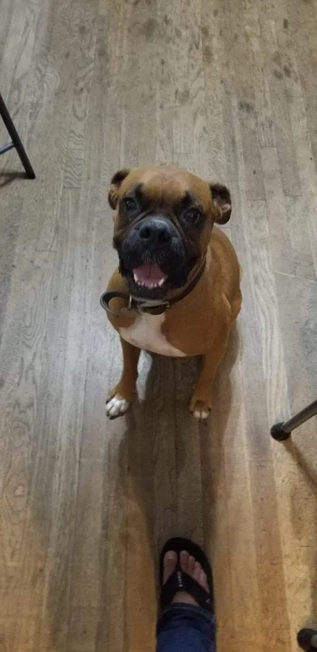 Lost dog in San Antonio, TX, 78201