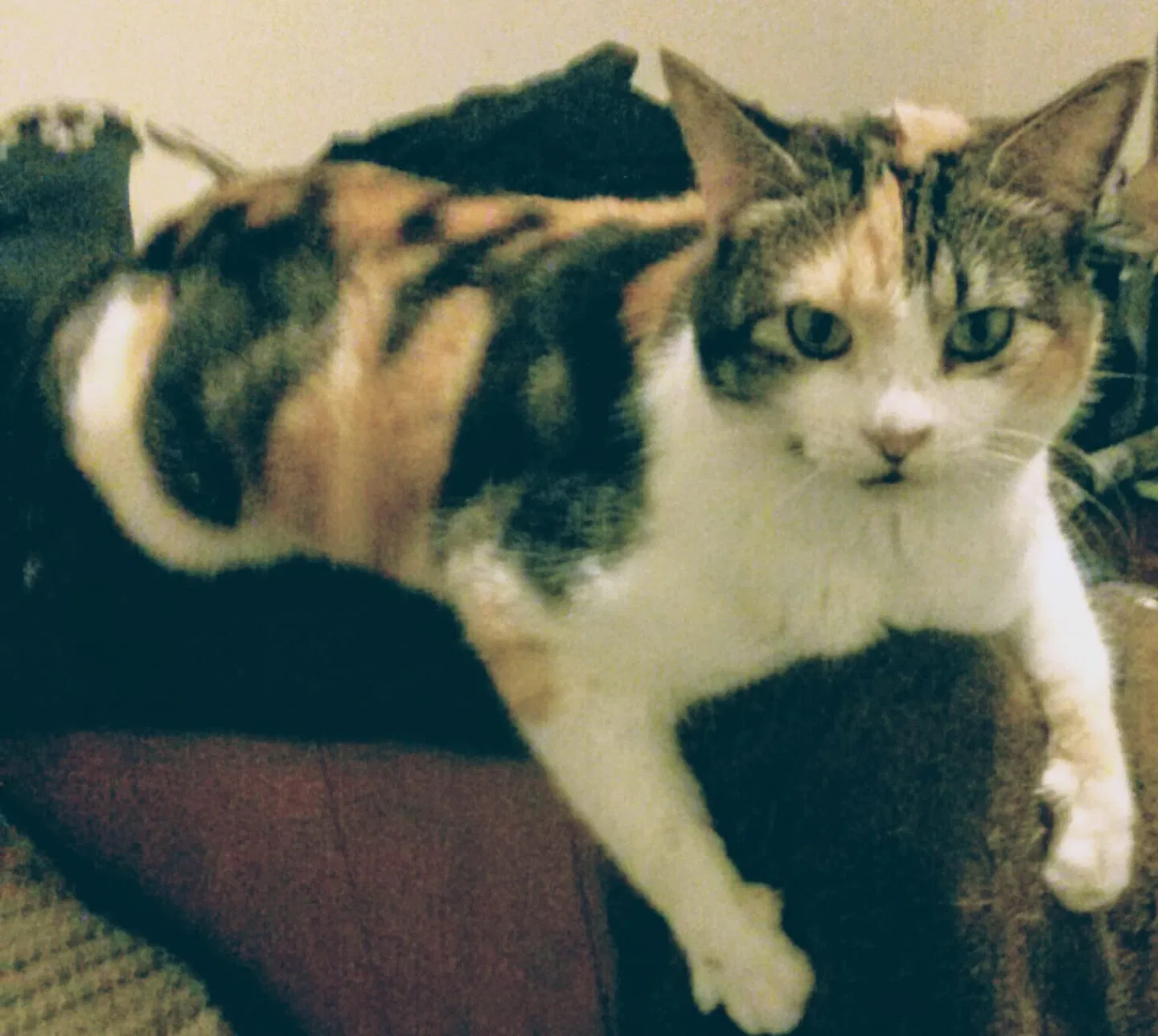 Lost cat in Odessa, TX, 79761