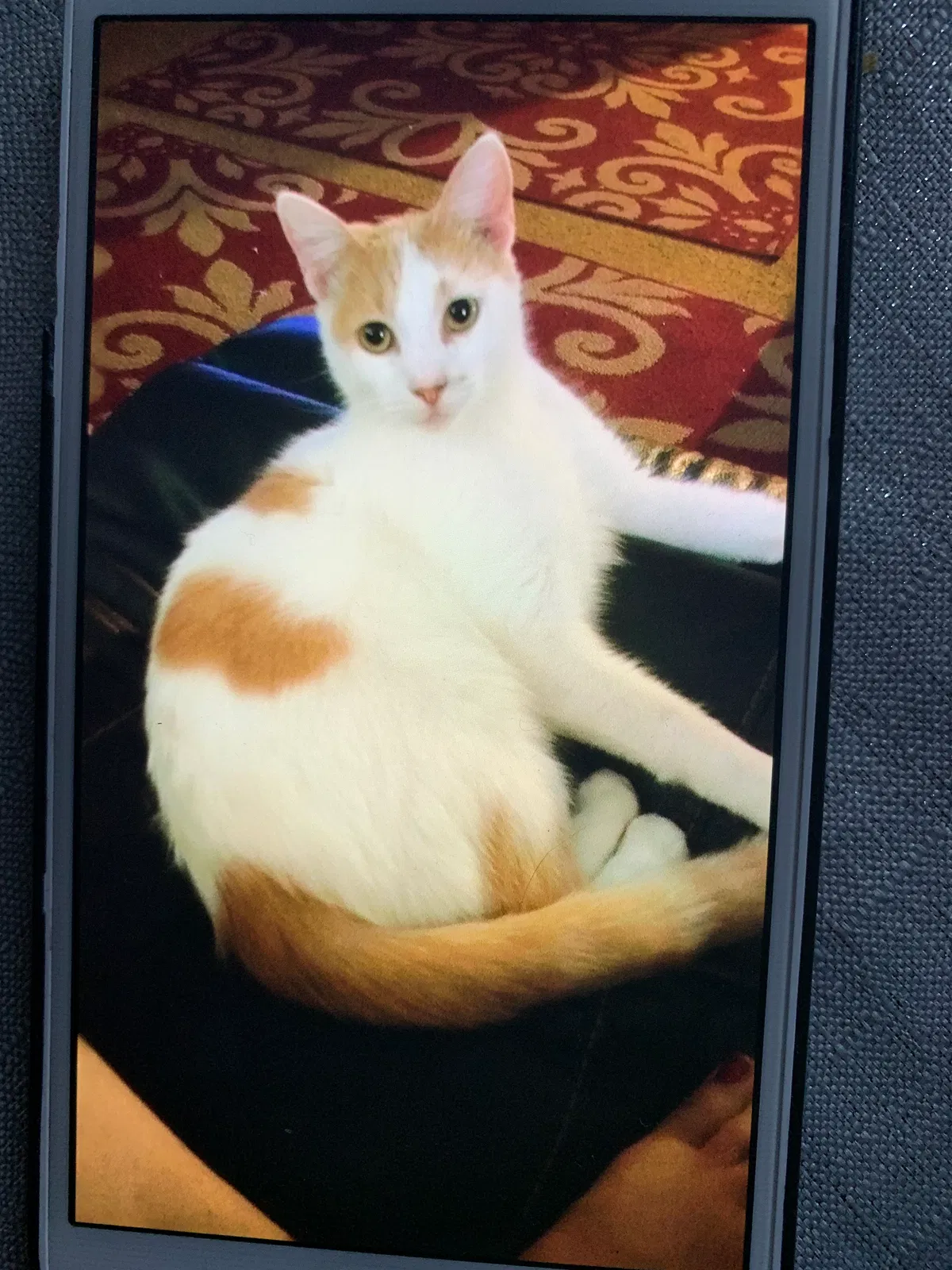 Lost cat in Reynoldsburg, OH, 43068