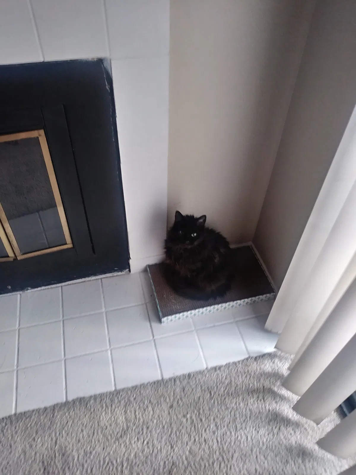 Lost cat in Sacramento, CA, 95841