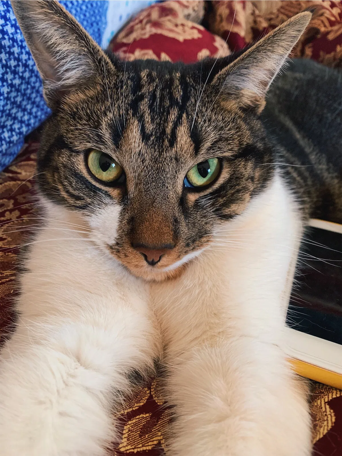 Lost cat in Piscataway, NJ, 8854