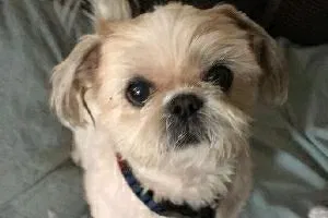 Lost dog in San Antonio, TX, 78230