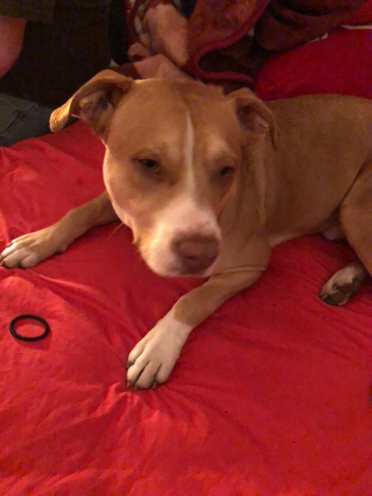 Lost dog in Tulsa, OK, 74120