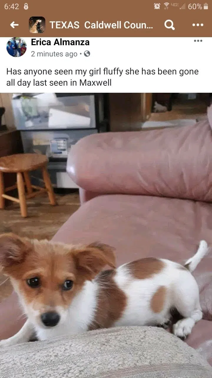 Lost dog in Maxwell, TX, 78656