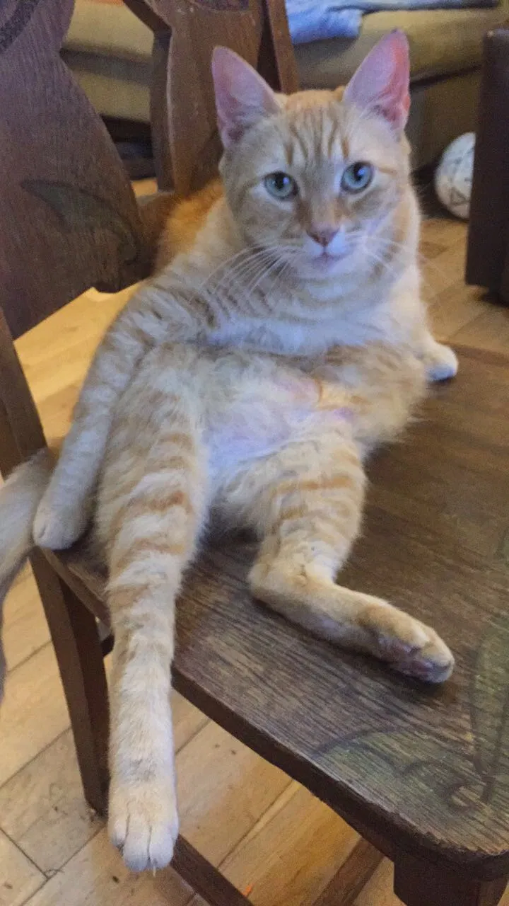 Lost cat in Maitland, FL, 32751