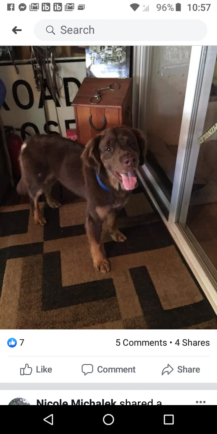 Found dog in Umatilla, FL, 32784