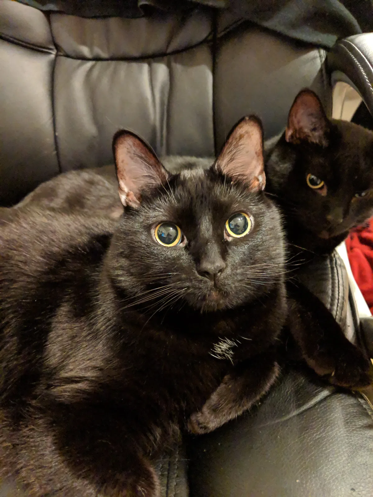 Lost cat in Dallas, TX, 75254