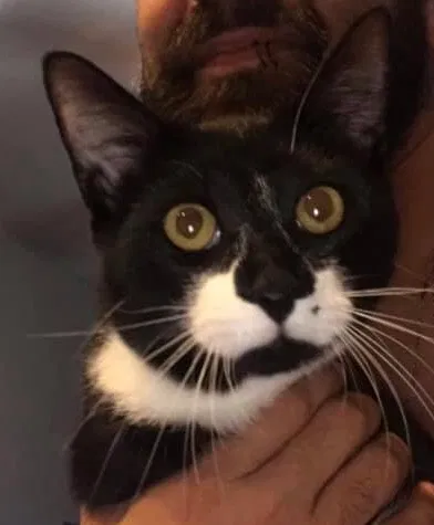 Lost cat in Orlando, FL, 32821