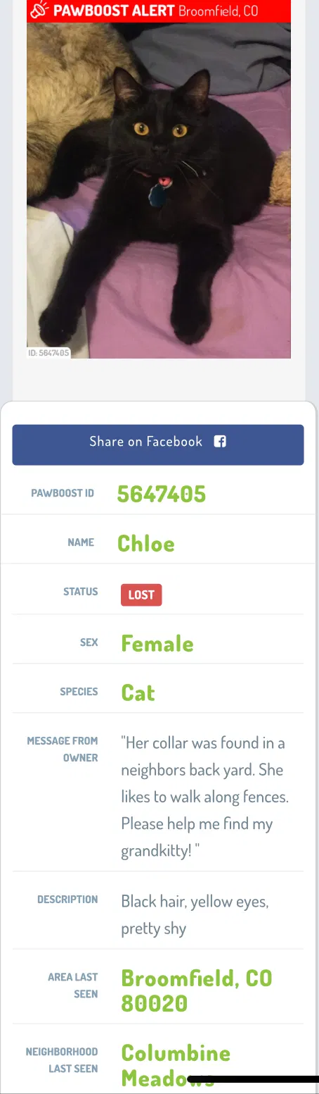Lost cat in Broomfield, CO, 80020