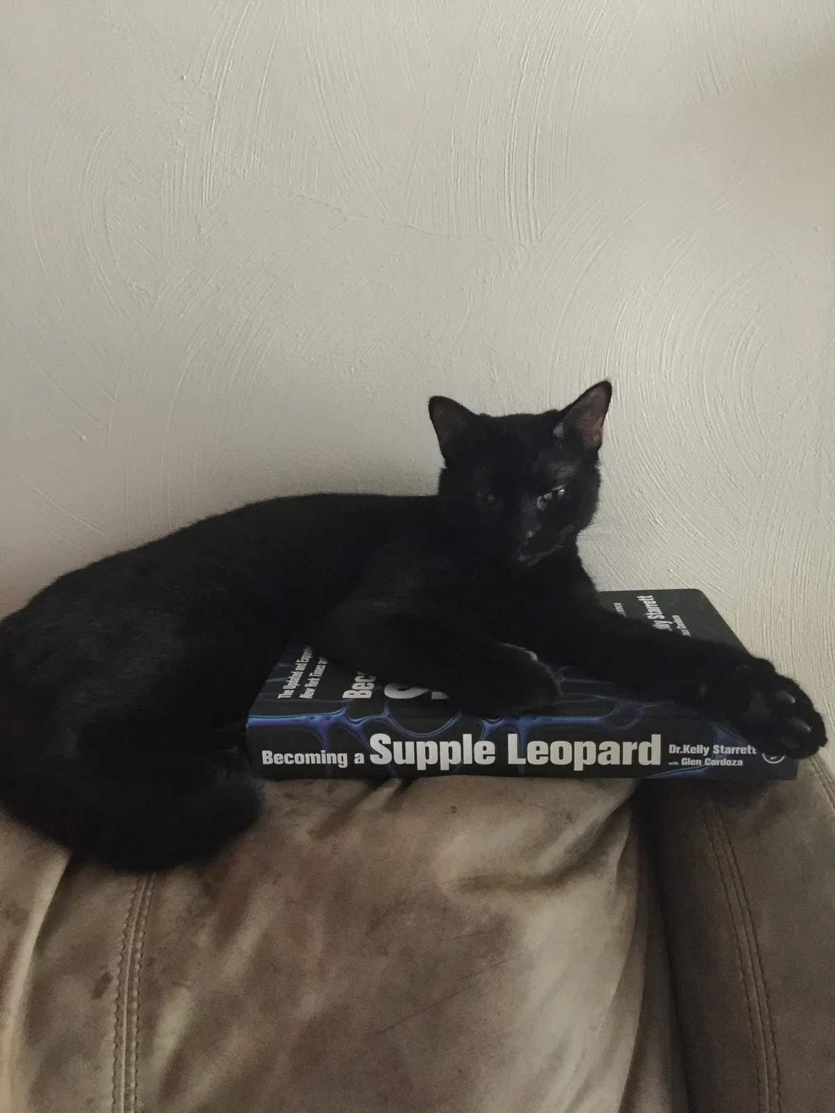 Lost cat in Virginia Beach, VA, 23462