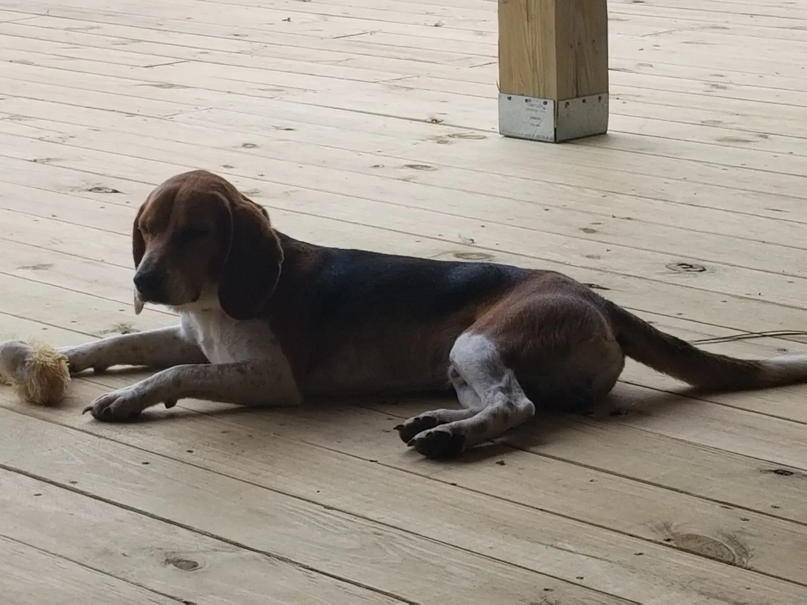 Found dog in Marianna, FL, 32448