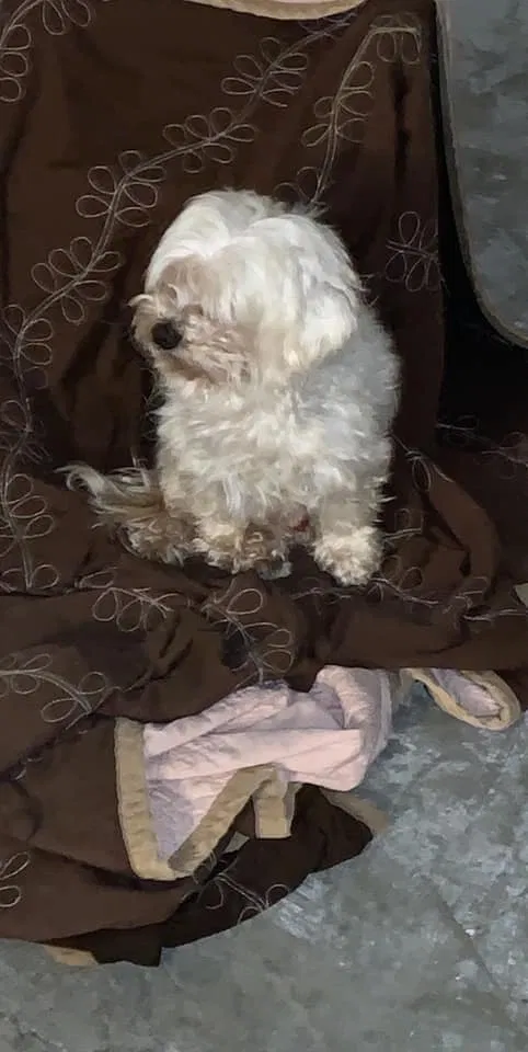 Lost dog in Stockton, CA, 95206