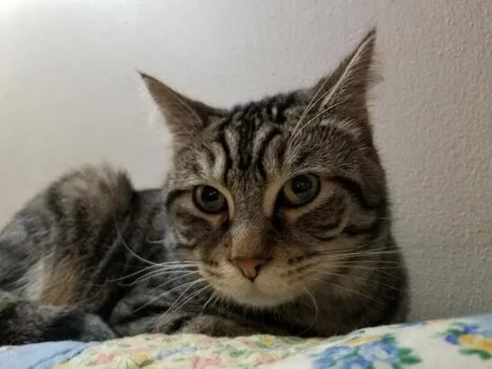 Lost cat in Old Hickory, TN, 37138