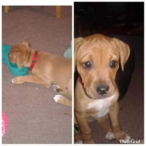 Lost dog in Cincinnati, OH, 45205