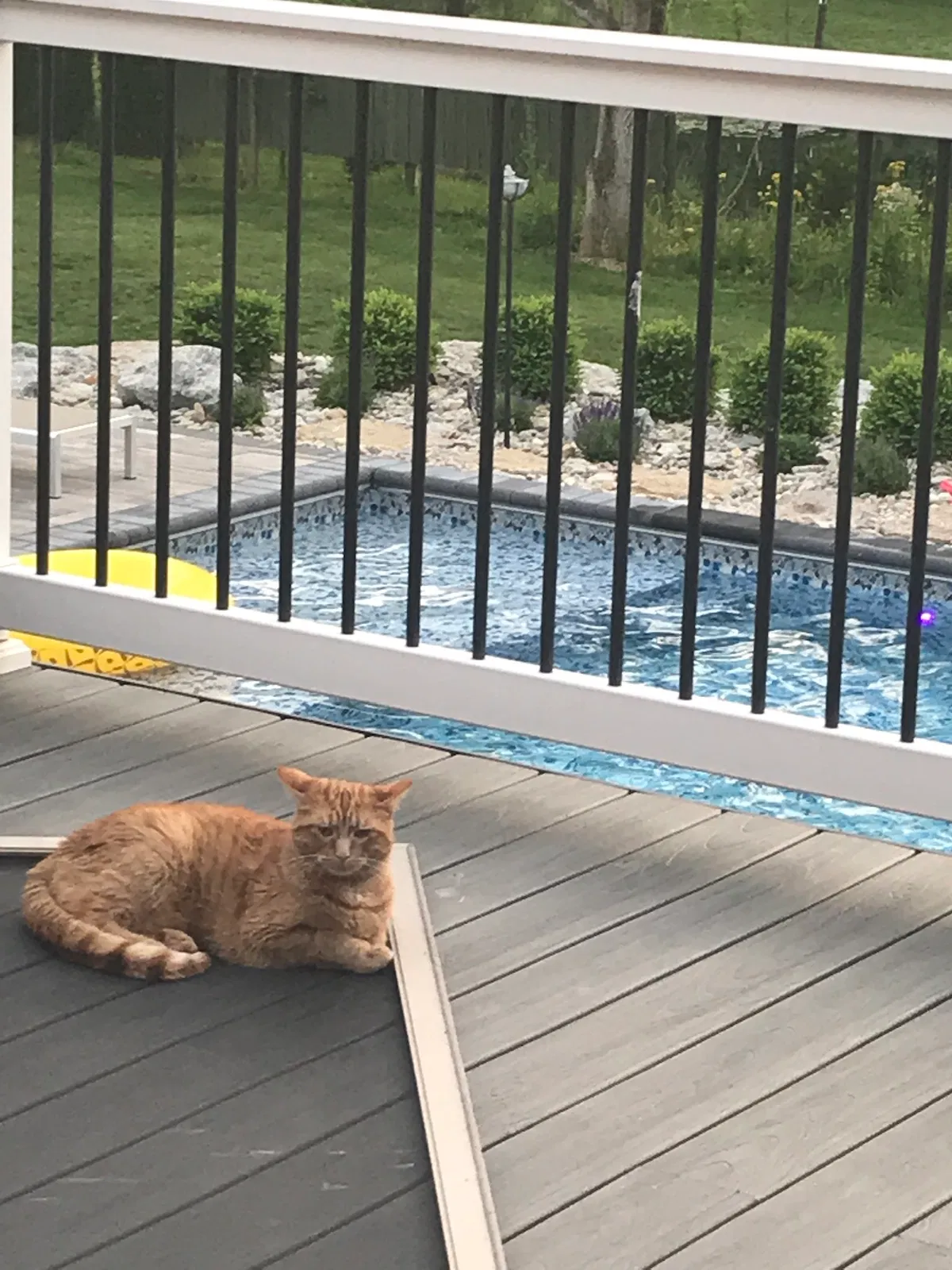 Lost cat in Springboro, OH, 45066