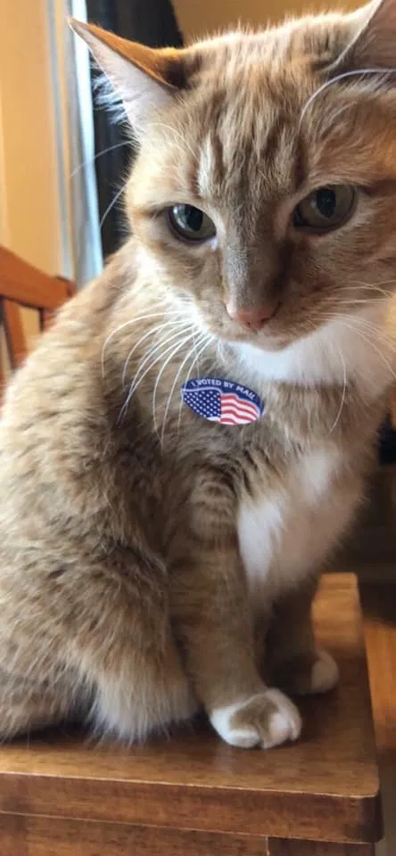 Lost cat in Olympia, WA, 98516