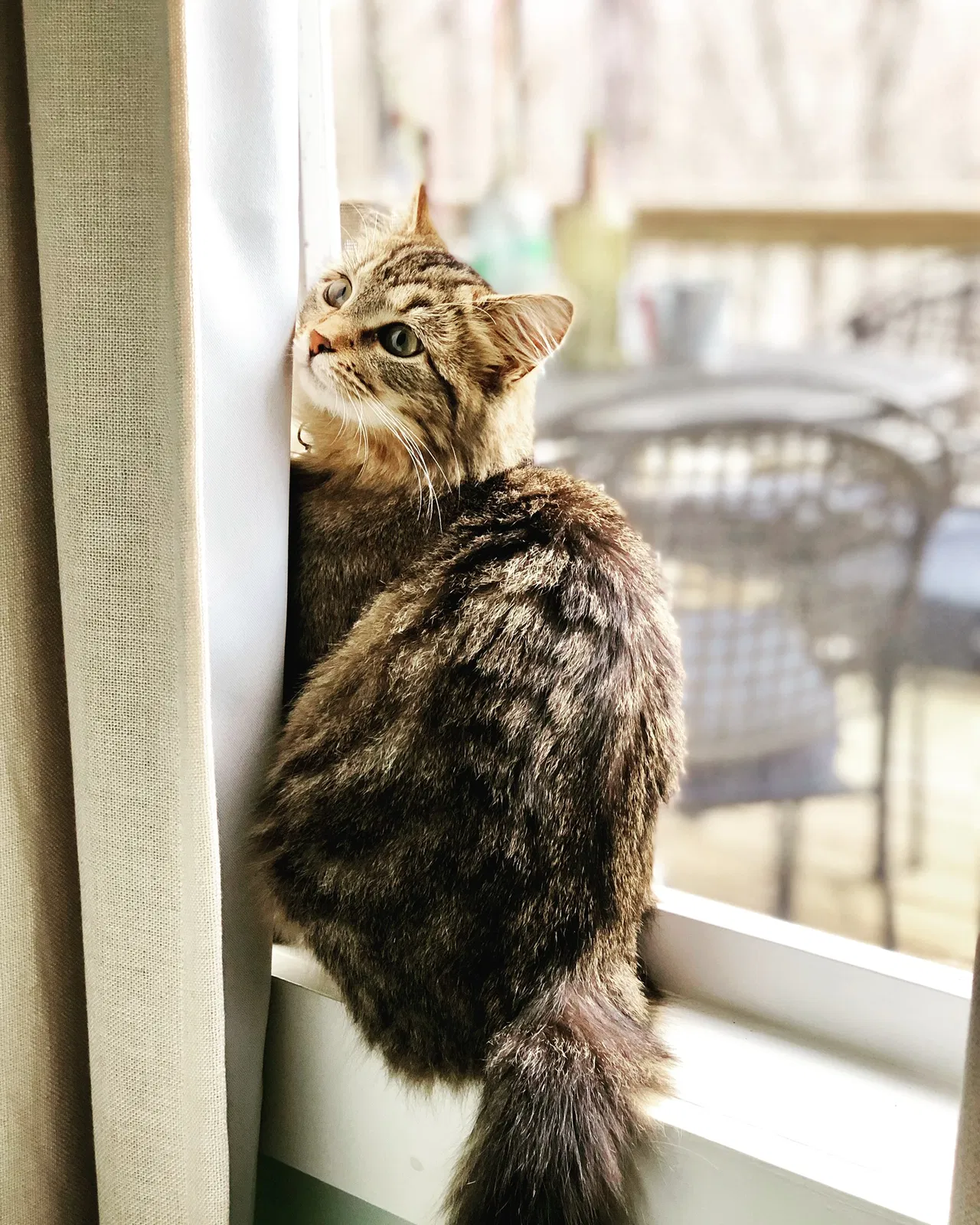 Lost cat in Bowling Green, KY, 42103