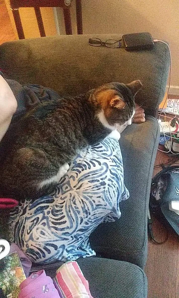 Lost cat in Las Vegas, NV, 89103