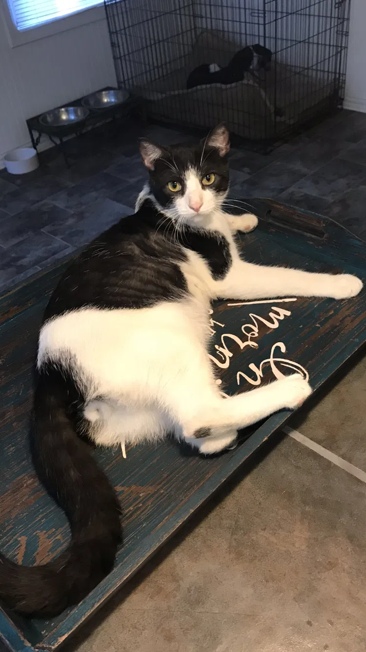 Lost cat in Waco, TX, 76706