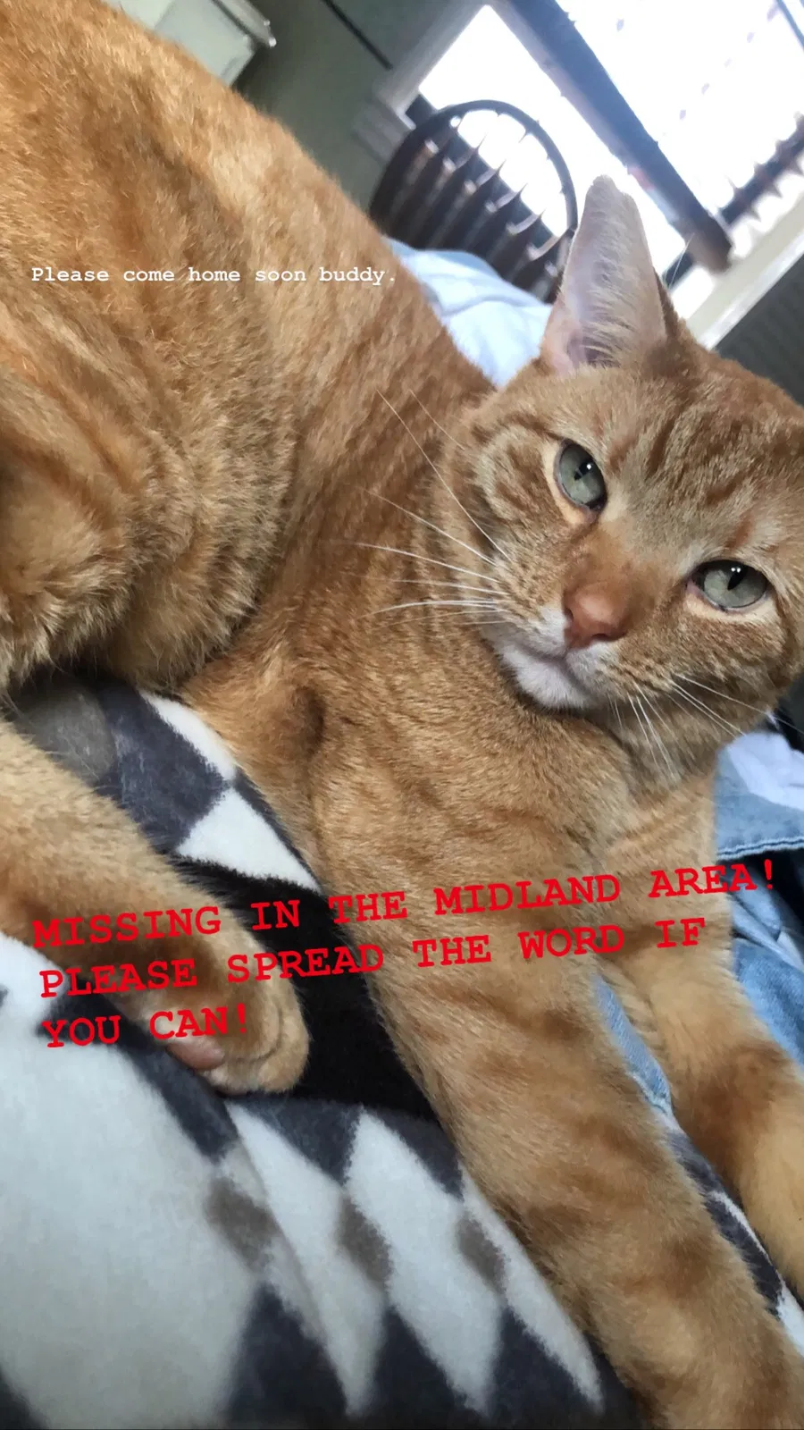 Lost cat in Midland, NC, 28107