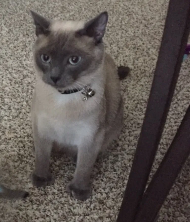 Lost cat in Mooresville, NC, 28115