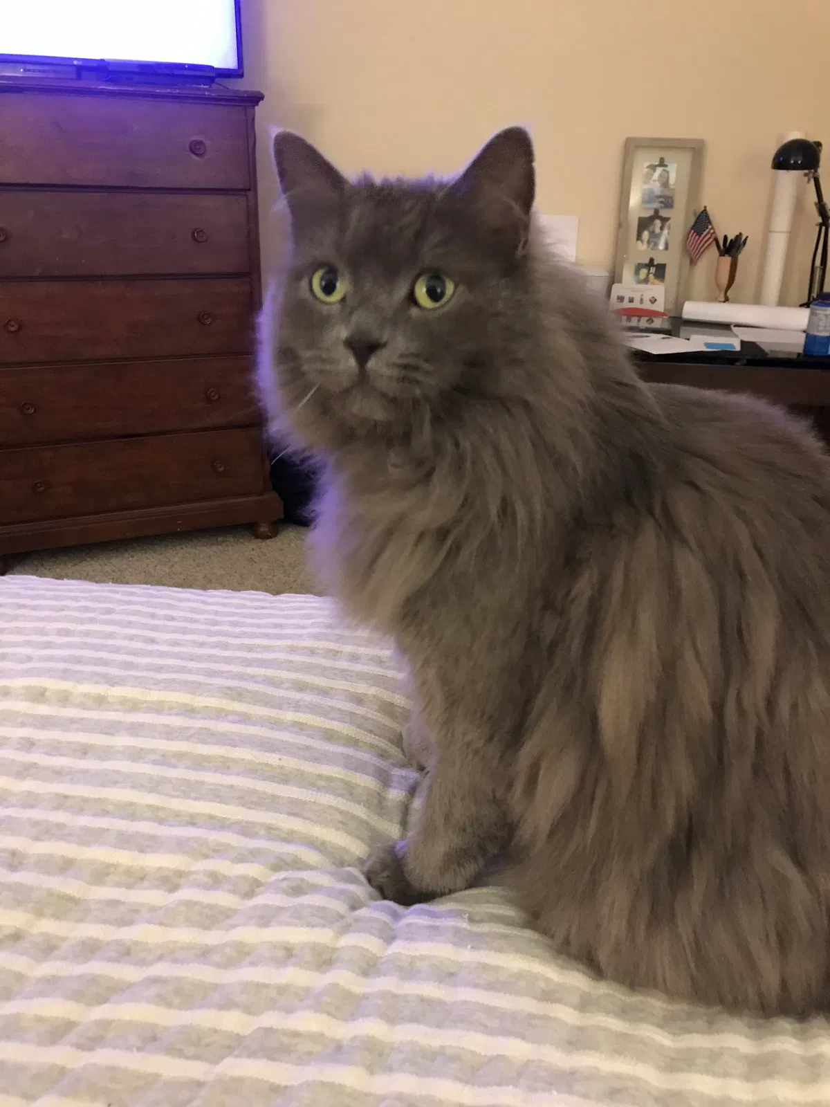 Lost cat in Littleton, CO, 80128