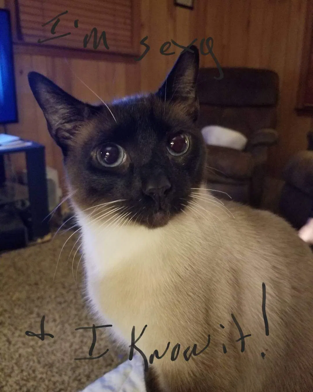 Lost cat in Concord, NC, 28025