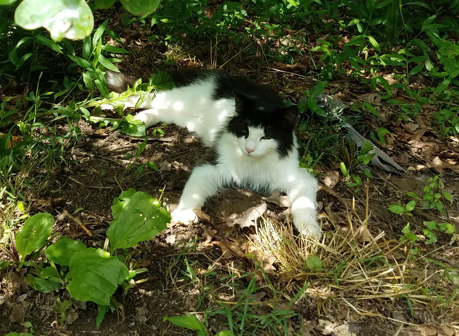 Lost cat in Corbin, KY, 40701