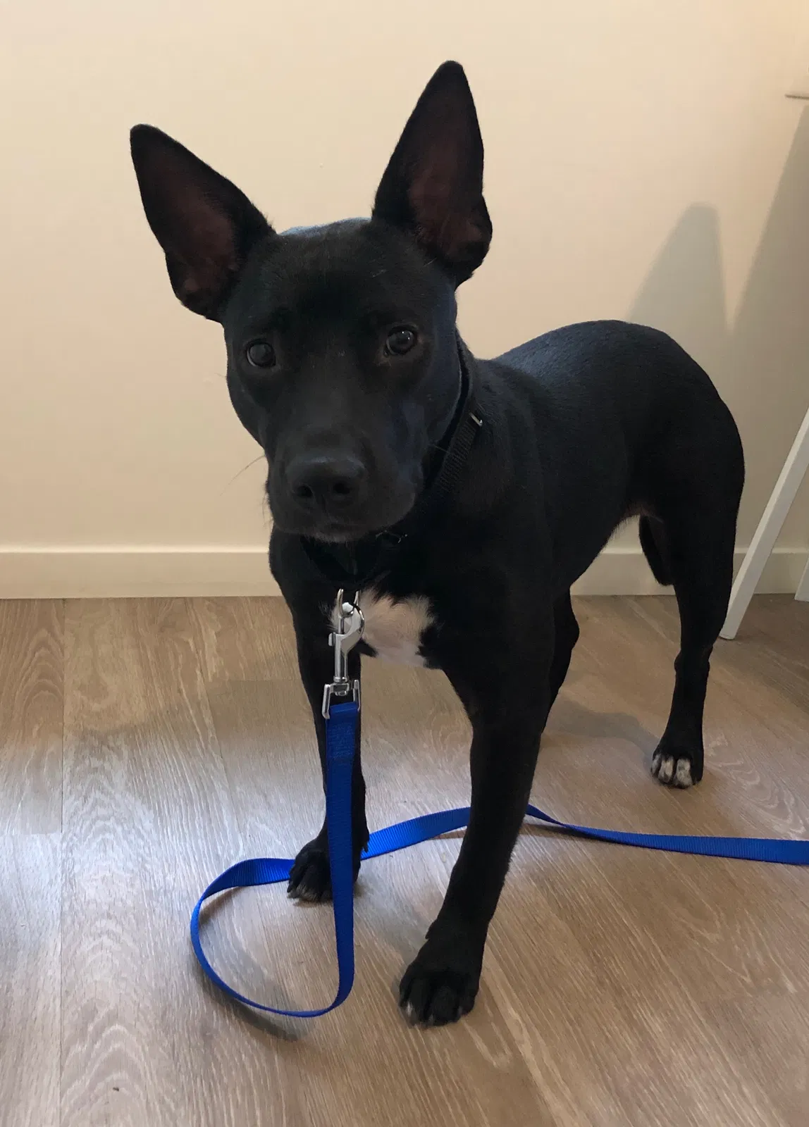 Lost dog in Oregon City, OR, 97045