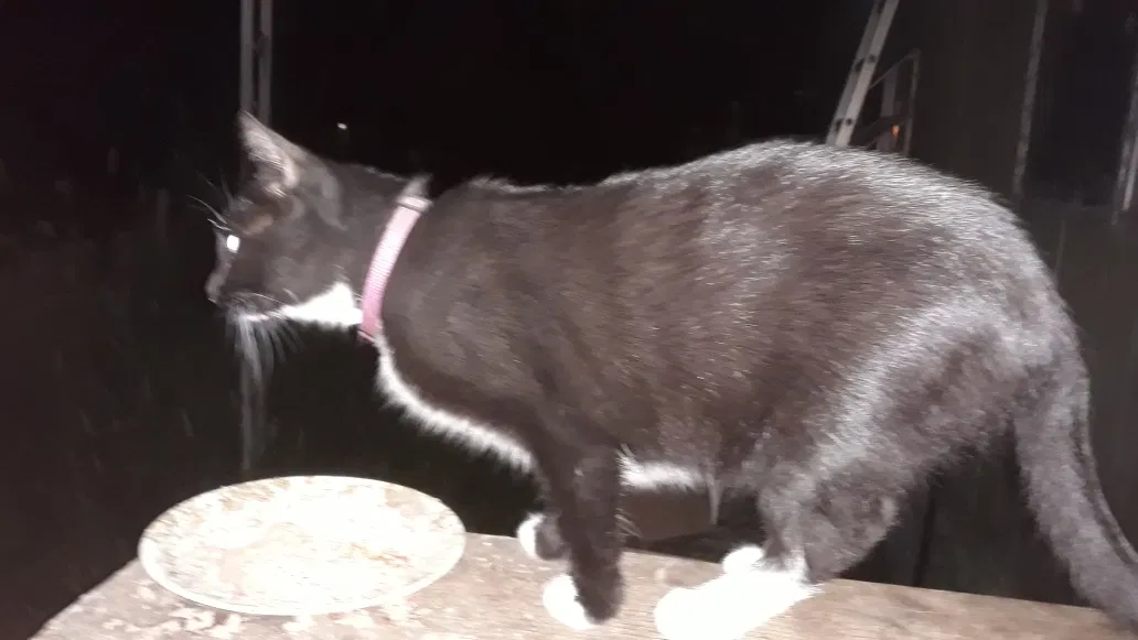 Lost cat in Santa Rosa, CA, 95401