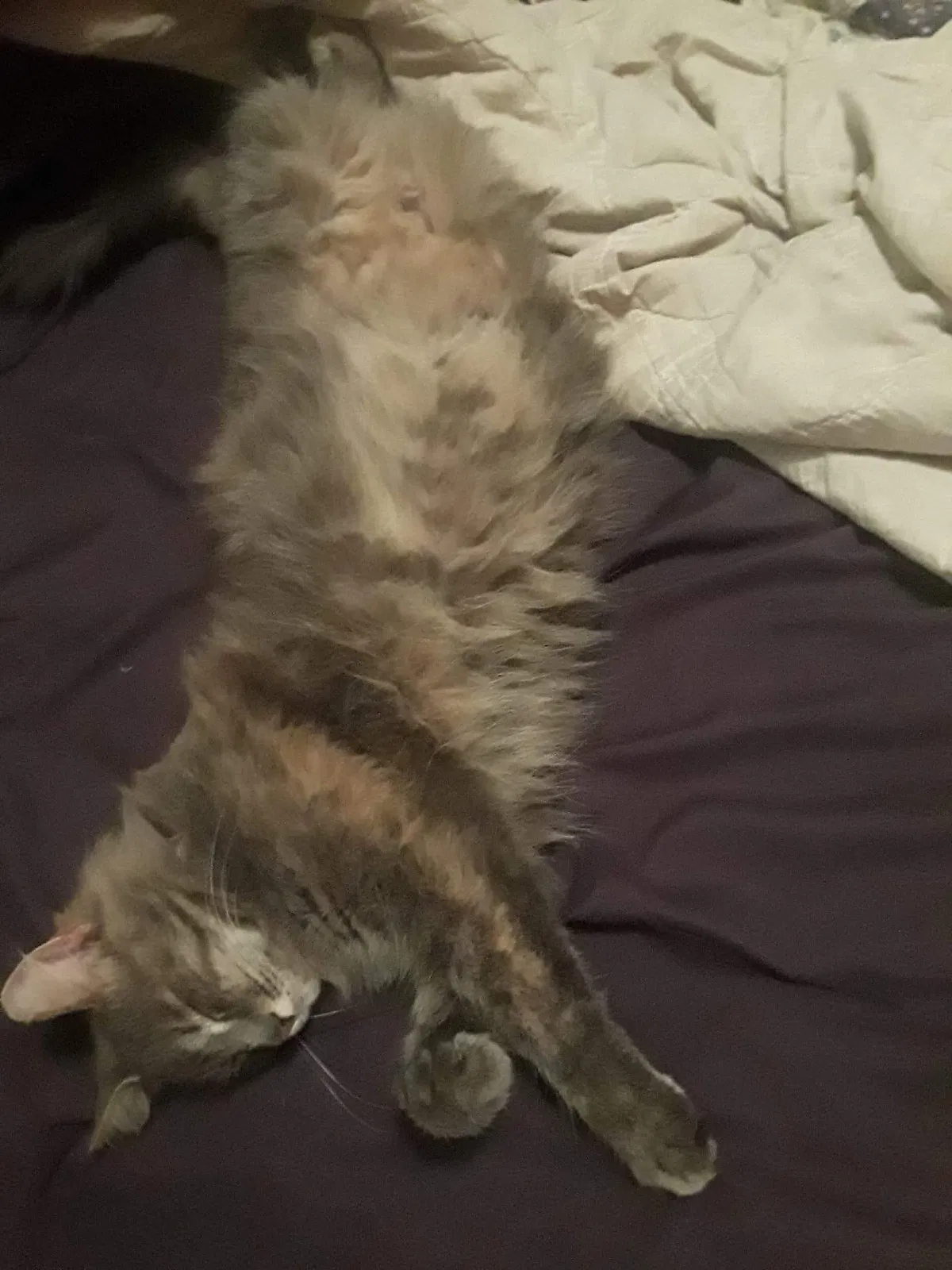 Lost cat in Panama City Beach, FL, 32413