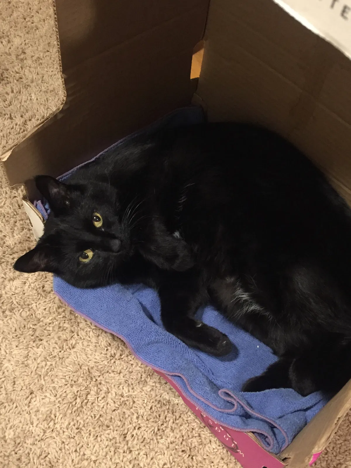 Lost cat in Littleton, CO, 80129