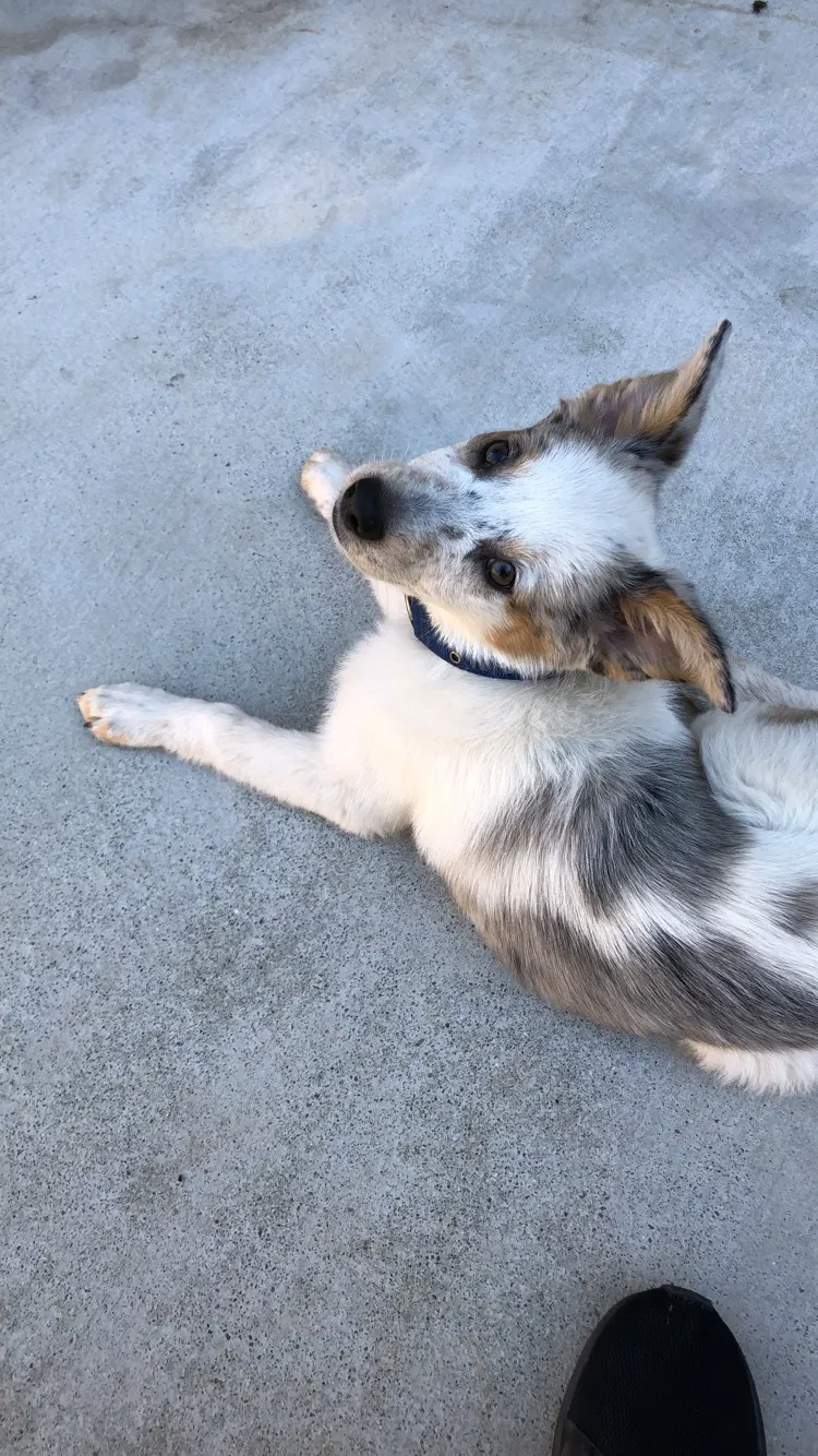 Lost dog in Oceanside, CA, 92057