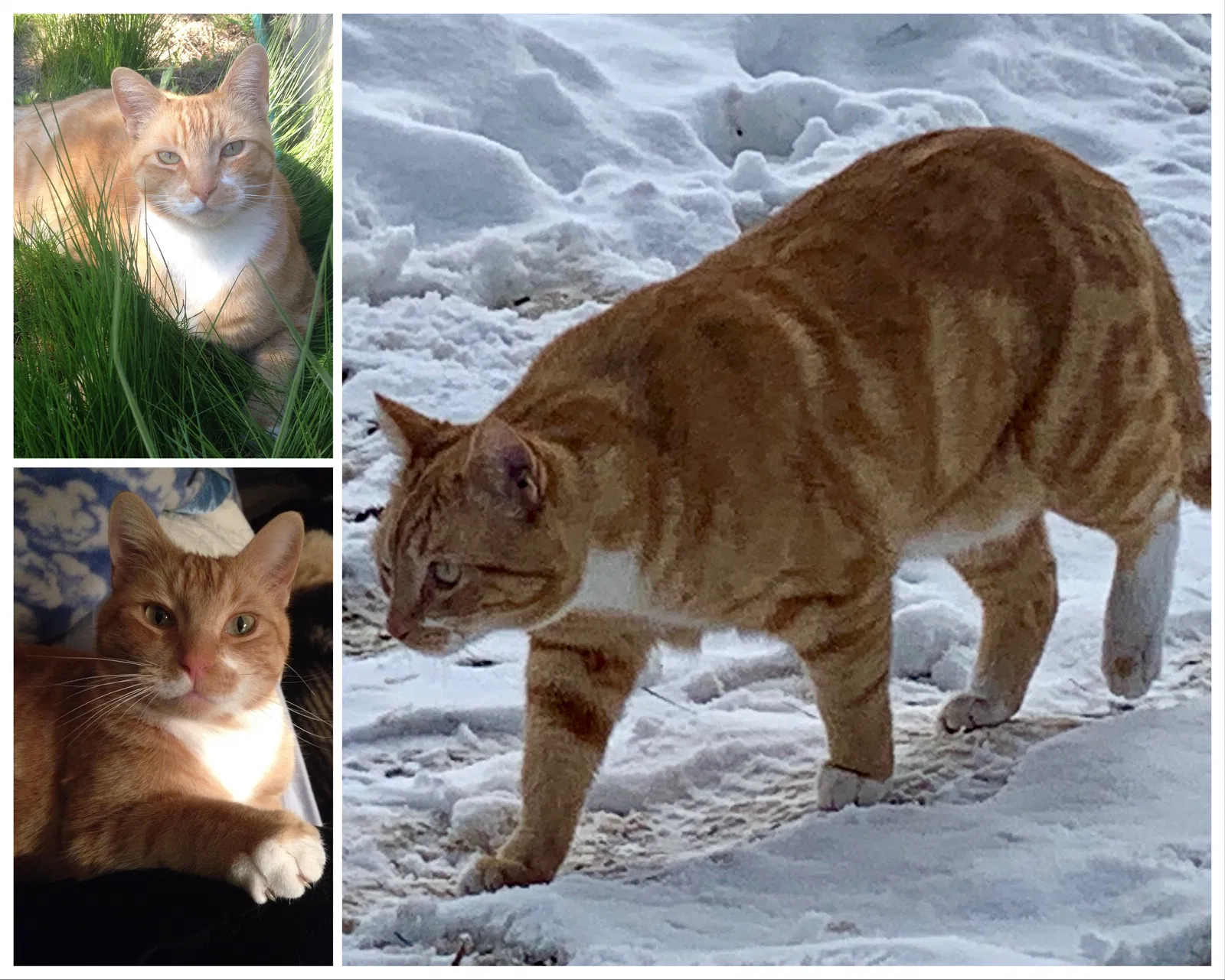 Lost cat in Bend, OR, 97701