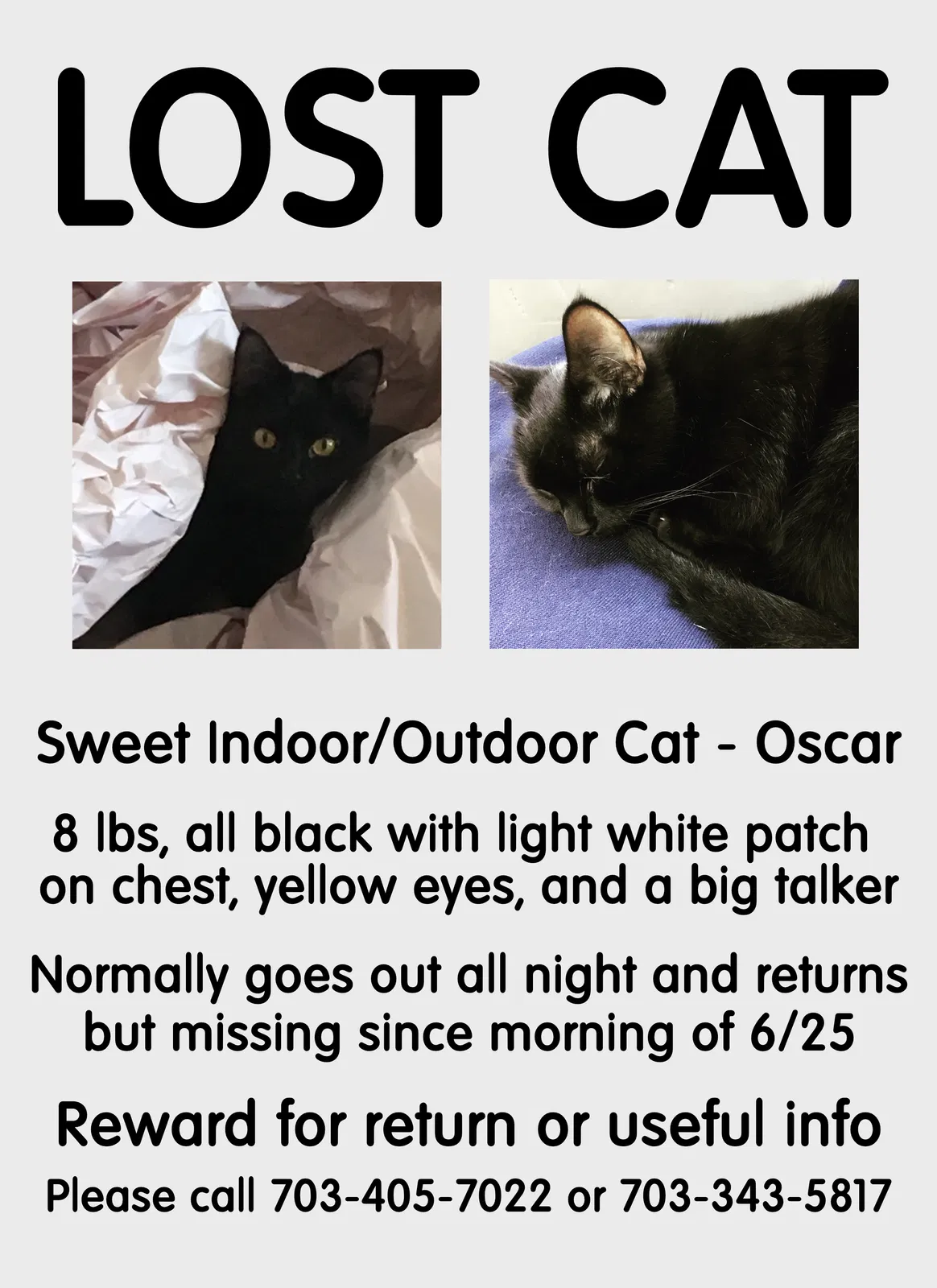 Lost cat in Bend, OR, 97702