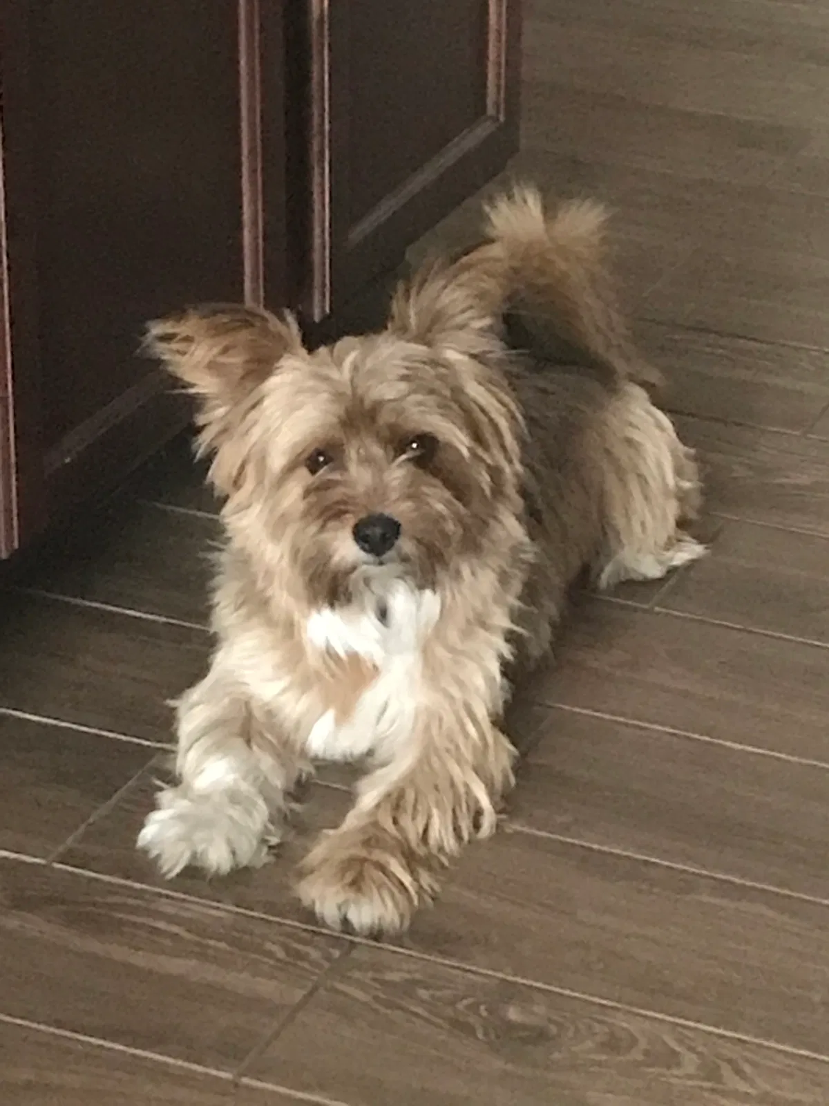 Lost dog in Fresno, CA, 93727
