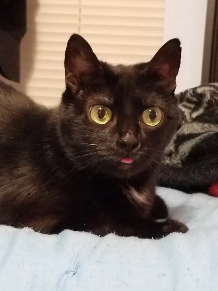 Lost cat in Flower Mound, TX, 75028