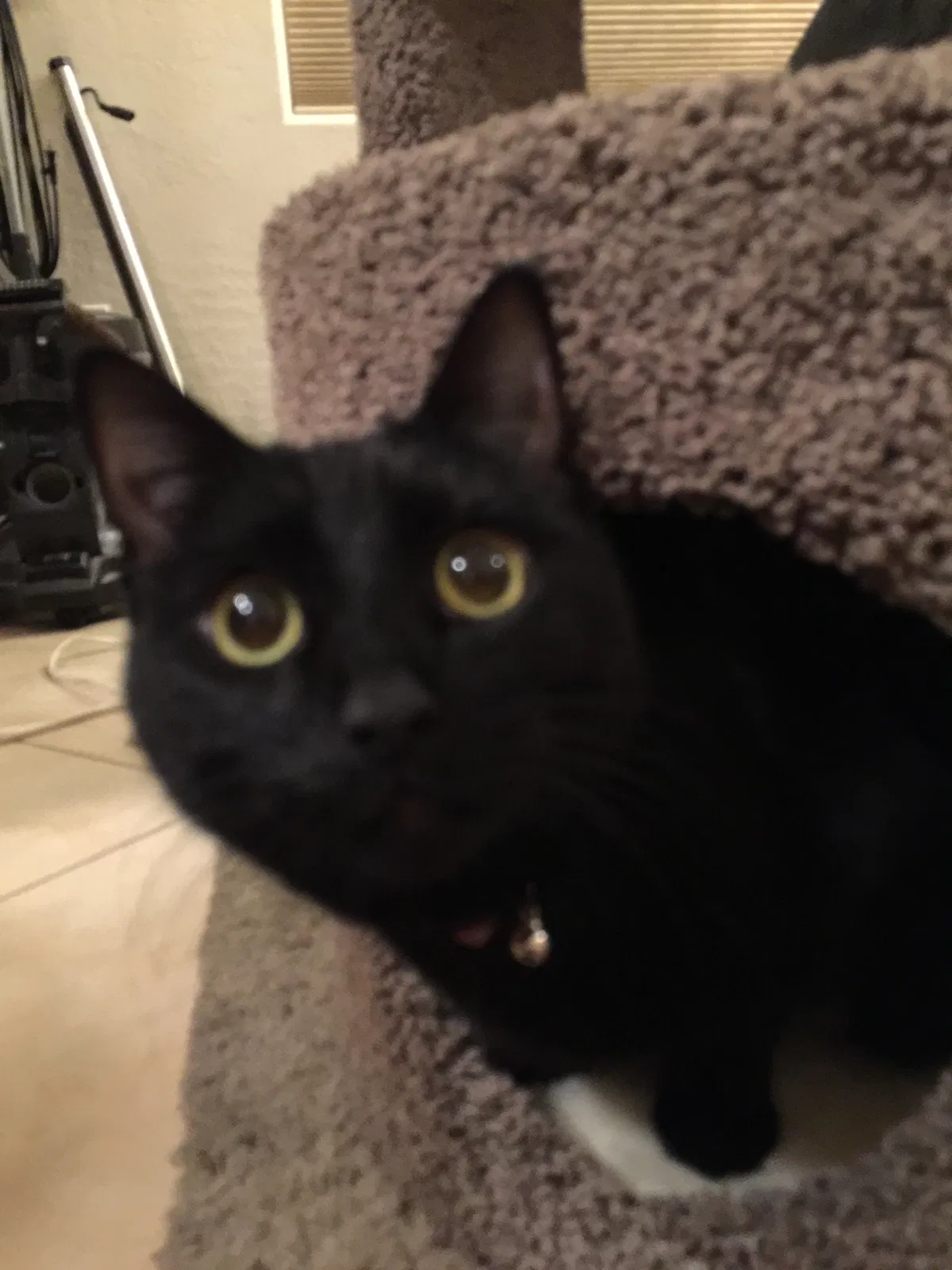 Lost cat in Henderson, NV, 89044