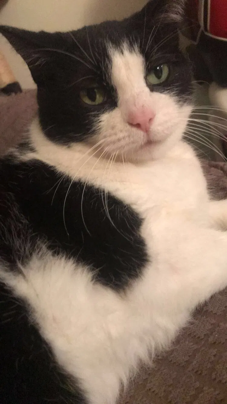 Lost cat in Ventura, CA, 93003