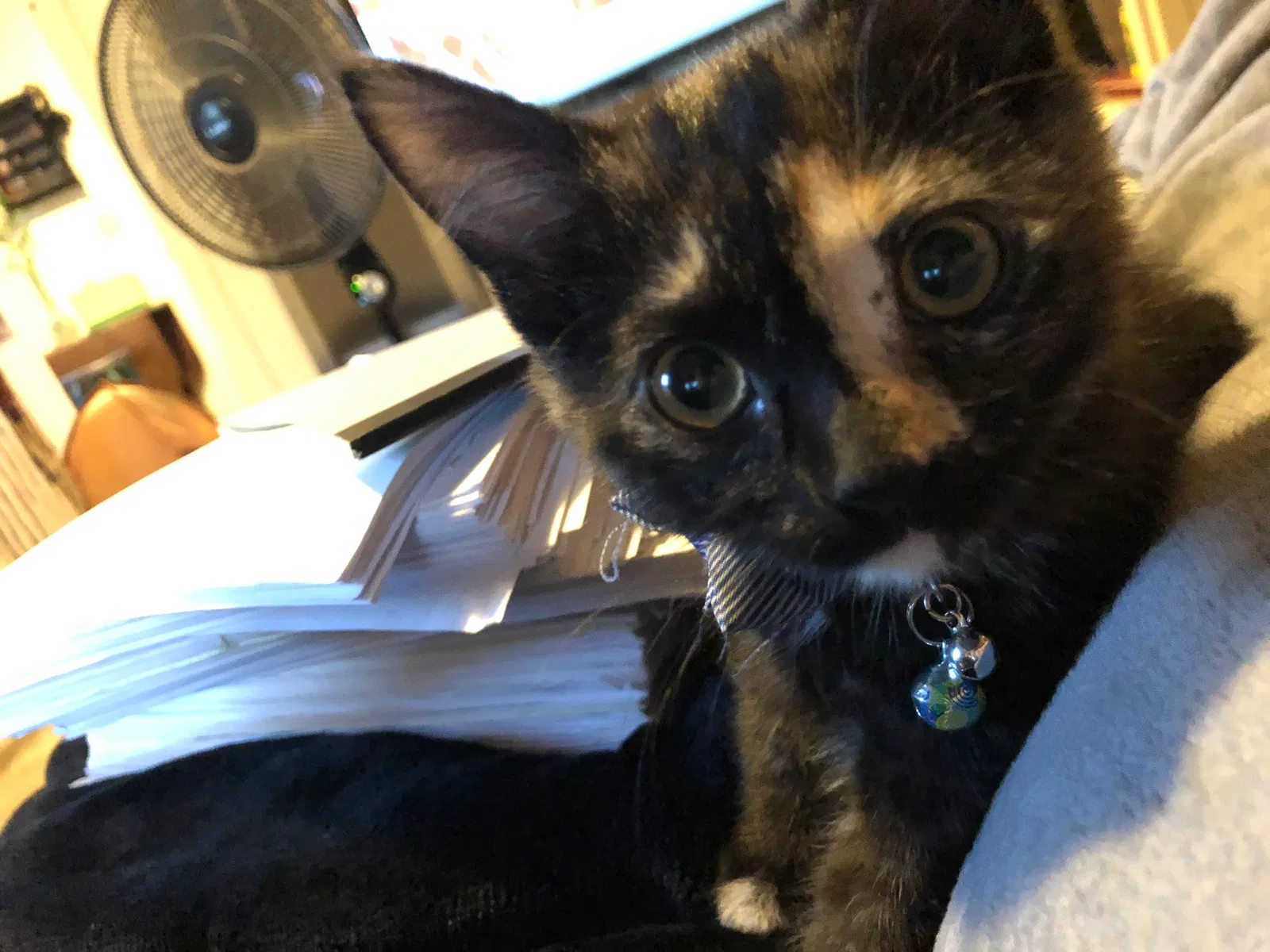 Lost cat in Patterson, CA, 95363