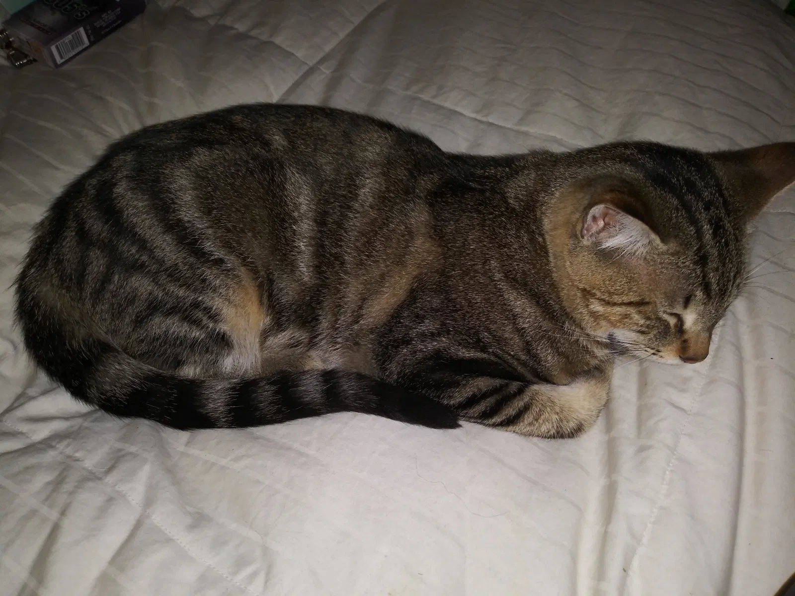 Lost cat in Hudson, FL, 34669