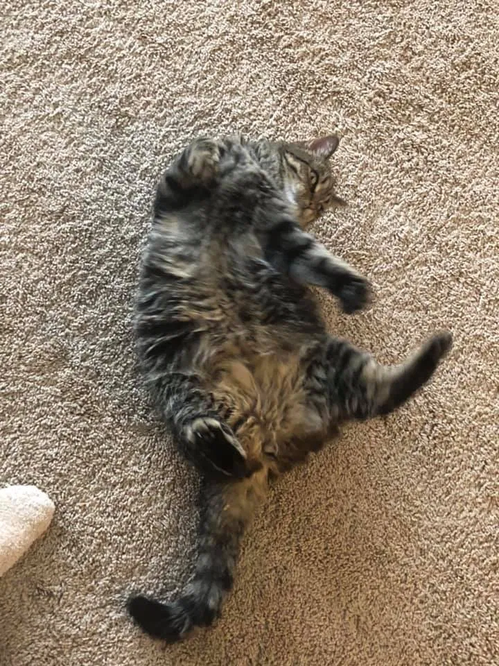 Lost cat in Rogers, MN, 55374