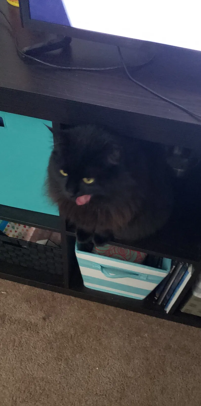 Lost cat in Puyallup, WA, 98372