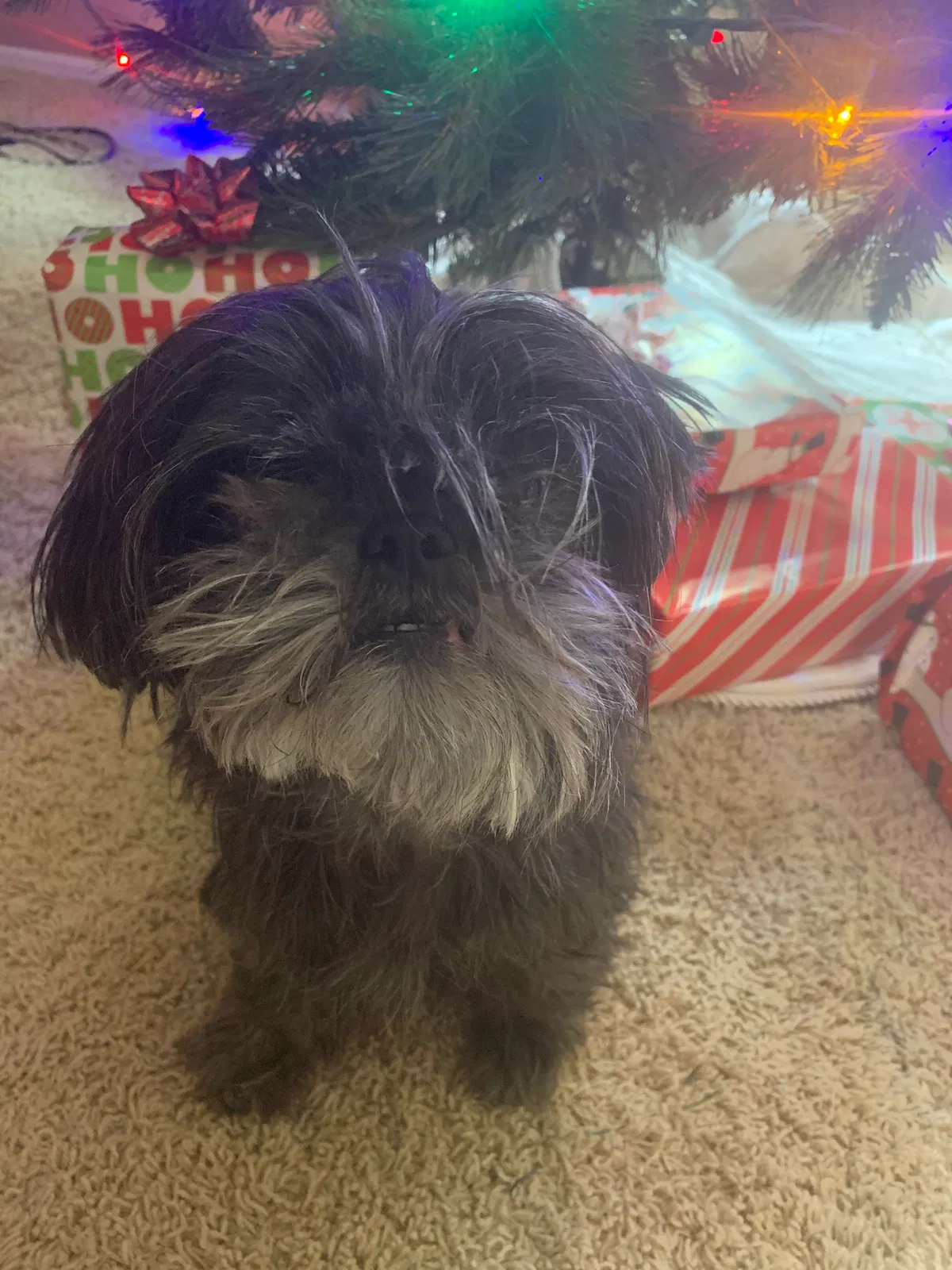 Lost dog in Tolleson, AZ, 85353