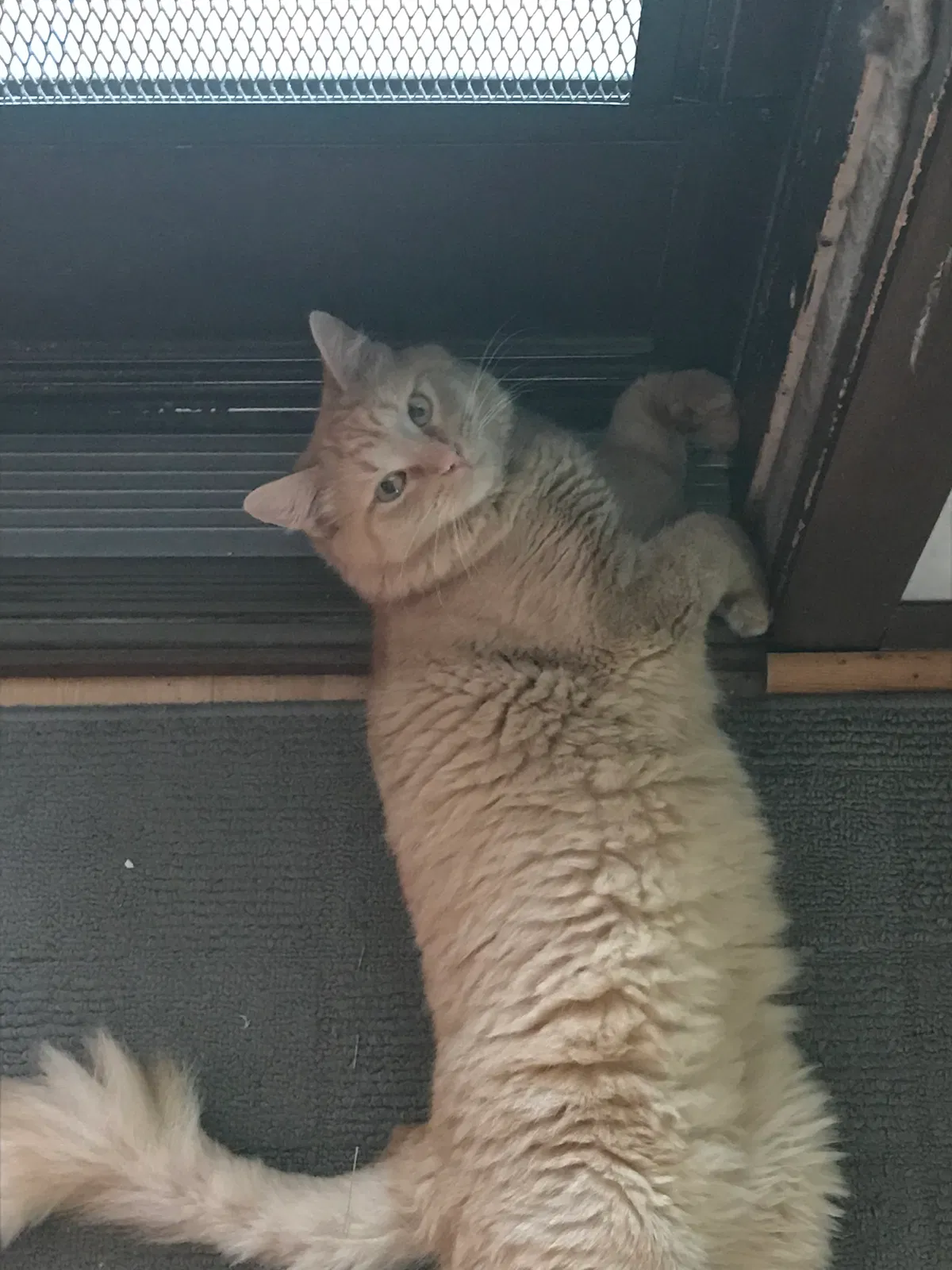 Lost cat in Grand Rapids, MI, 49508