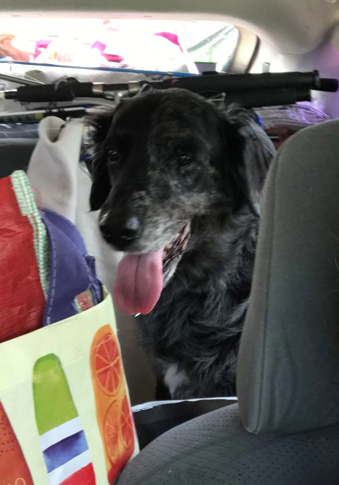Lost dog in Durham, NC, 27705