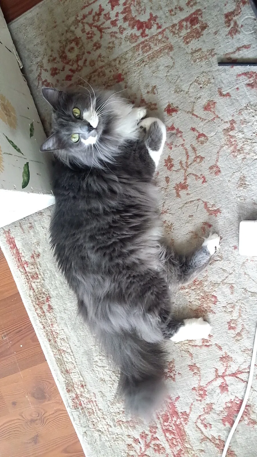 Lost cat in Lake Stevens, WA, 98258