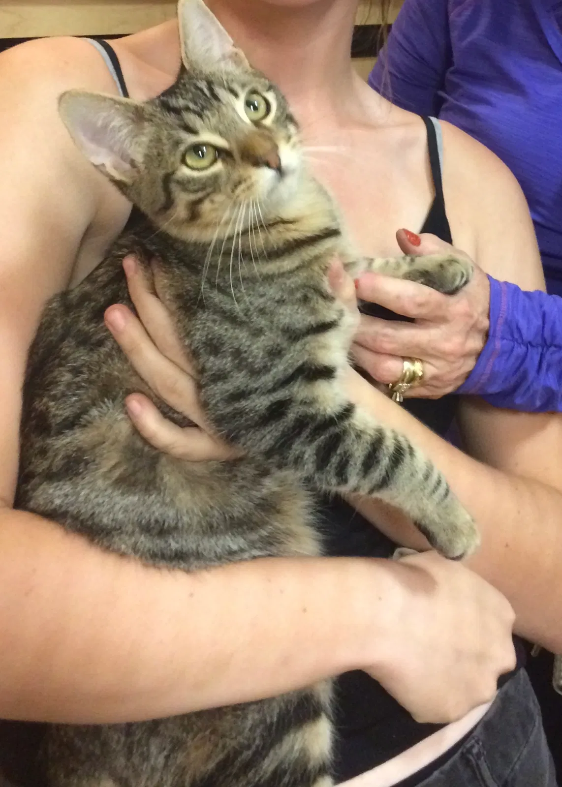 Lost cat in Lake Forest, CA, 92630