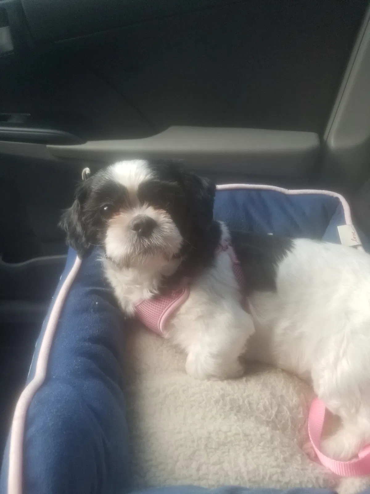 Lost dog in Portsmouth, VA, 23701